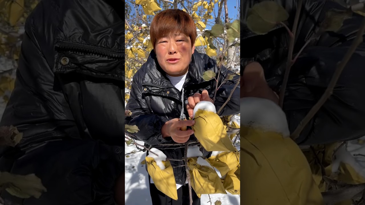 Apple farming life and fresh cutting 