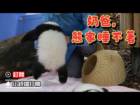 《熊貓早晚安》你上幼稚園的時候不喜歡睡午覺？大熊貓也不喜歡！ | iPanda熊貓頻道