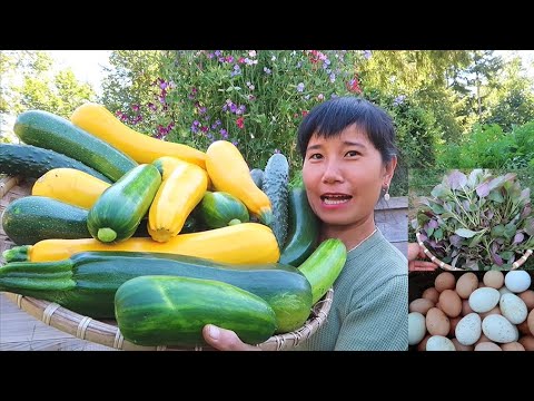 Video THU HOẠCH BÍ NGÒI, CẢI KALE, THƯ LỤM TRỨNG GÀ, TRỨNG... - youtube