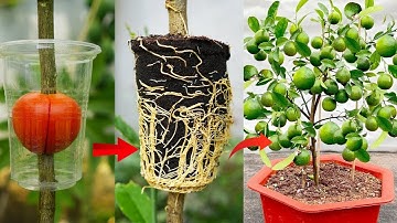 Video summary of 2 methods of propagating lemons to quickly root