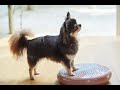 【犬用バランスディスク　使い方】Living with Pets 犬用バランスディスクが発売されました。愛犬の健康のために室内トレーニングを習慣に。
