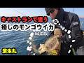【濱生丸】　キャストランで狙う癒しのモンゴウイカ　in東京湾