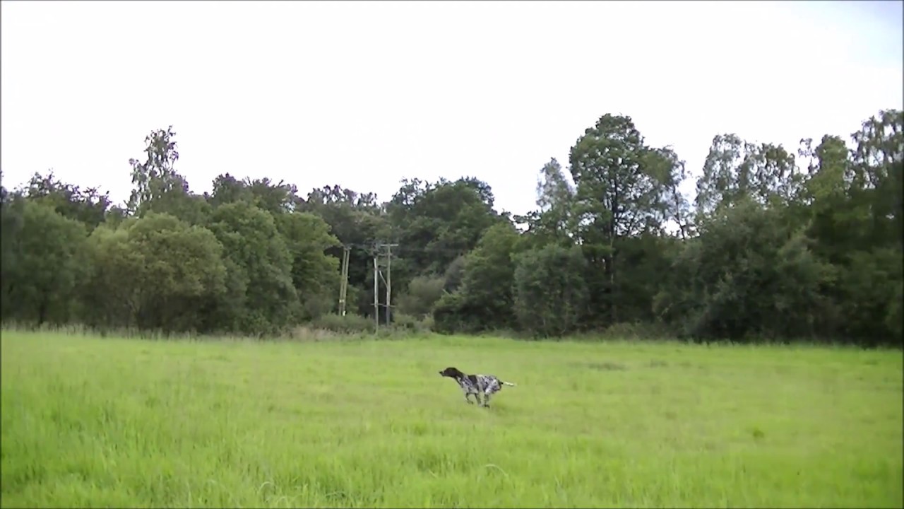 Gundog Training, Blind on Blind 1 & Memory YouTube