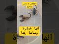 انها خطيرة تتصارع بينها عند وضعها في مكان مغلق  