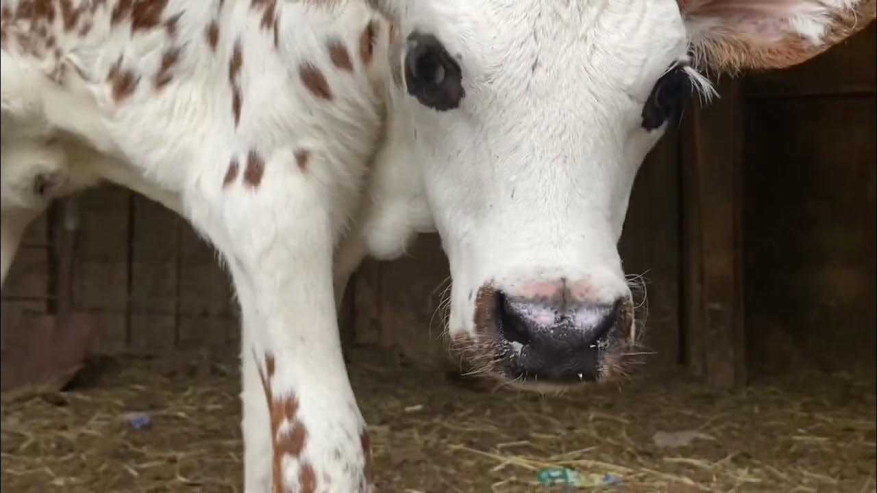 Raising A New Bottle Calf After Her Mother Rejected Her Calf cuteness