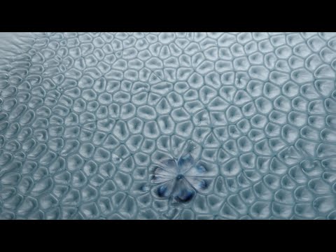 6.1 Motions due to surface tension gradients - Marangoni flows - video from ESPCI Paris - PSL