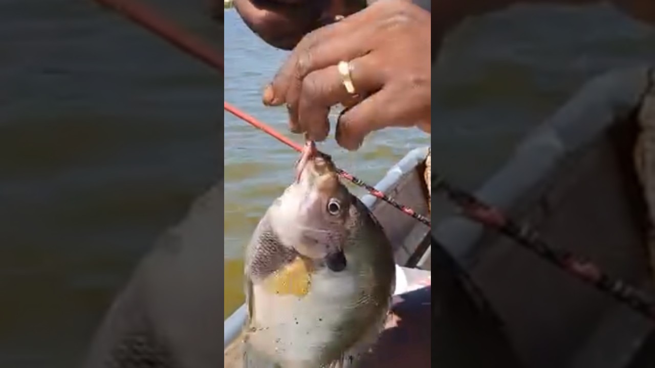 The Bluegill Bite is On Fire 🔥 