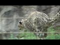 ユキヒョウ少年フク　キレッキレを見てニャ！- Proof of Agility- (Hustle Hunter in midsummer) vol.3 2022.8月 Snow Leopard Cub