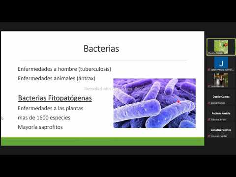 Video: Septoria Bastón y mancha foliar: Manejo de los síntomas de la enfermedad de Septoria