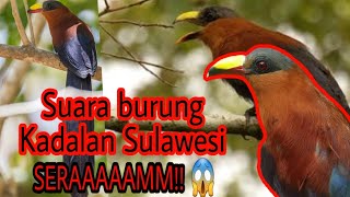 Seramnya suara burung Kadalan Sulawesi | Warkeke | Burung Bala' | Yellow-Billed Malkoha