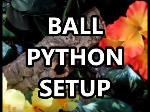 pet snakes and dogs WELCOME TO TOFU'S PARADISE -- Ball Python Tank Setup!