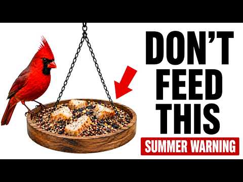 Stop Filling Your Bird Feeder With THIS in Summer — Use These Safe Foods Instead