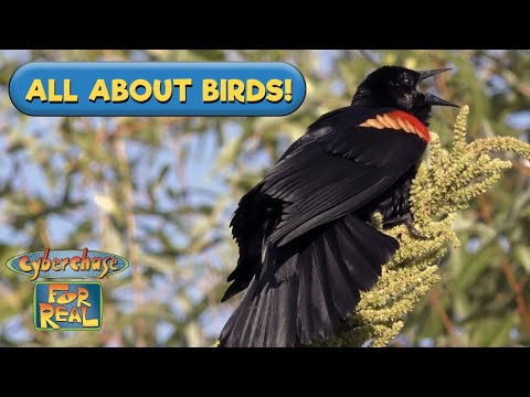 Bird Watching 101 with Bianca