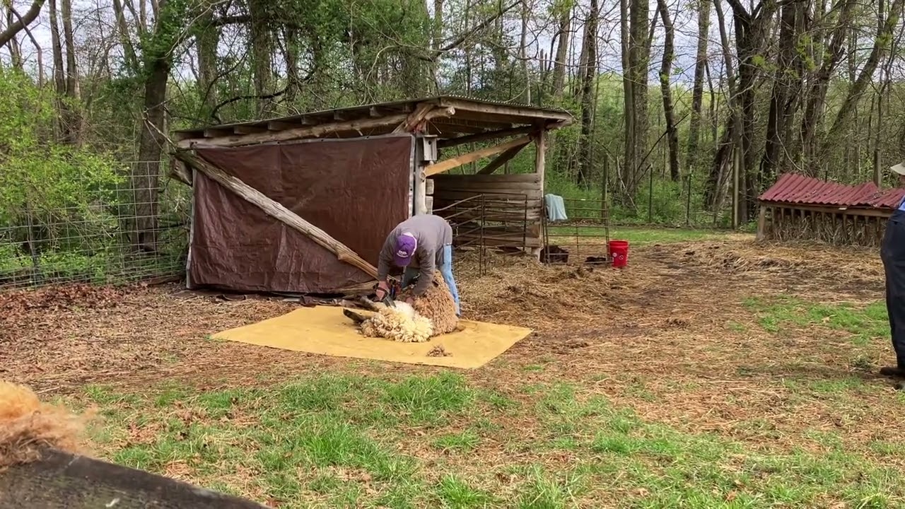 Sheep shearer Dave uses blades to shear a Teeswater sheep's fleece
