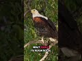 3 fakta unik burung elang #faktaunik #burungelang
