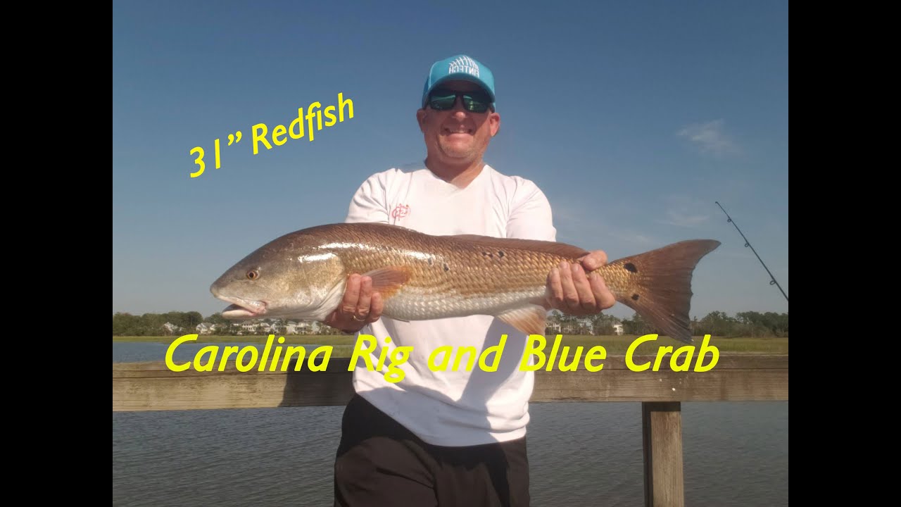 Catching Redfish and Black Drum with Blue Crab on a Carolina Rig