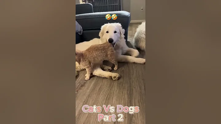 Video 11906621: cats dogs maine coon, adorable maine coon cat, cat vs maine coon, little maine coon, cat funnycats adorable, funny cat