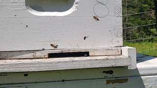 Honey Bees Are Wild In Nh Mothers Day.