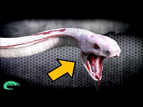 Vidéo: Top 5 Des Serpents Les Plus Venimeux De La Planète