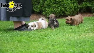 Cute Shichon Puppies