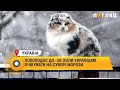 Похолодає до 30 коли українцям очікувати на суворі морози Україна Погода опади
