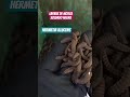 Las necesitas pero no lo sabes. Compost Mucho Más Rápido.