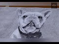Drawing dogs portrait french bulldogs  part 02