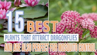 15 Best Plants That Attract Dragonflies And Are Also Perfect For Mosquito Control