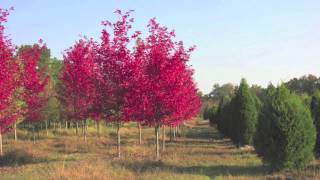 Fast Growing Autumn Blaze Maple