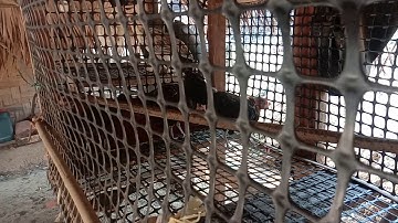 Me nyuam qaib qus pom 1 pib khav lawm nawb