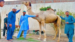 Oonth ( Camel ) ki khareed ka mission ? 🐪