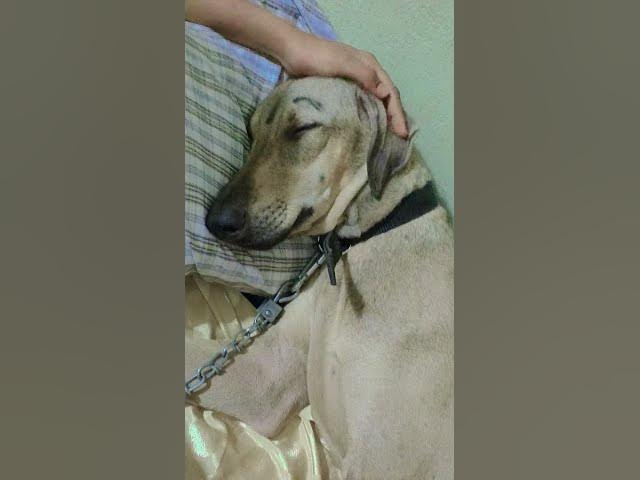 #movie #love #song #tamilsong #kids #4k #subscribemychannel #funnyanimals #dogshorts #subscribe