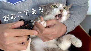 猫の爪切り 〜怒りのもふもふマスク〜 | #モアクリ Vlog021