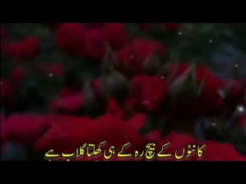 کانٹوں میں ہی رہ کر کھلتا گلاب ہے Heart Toching Rose