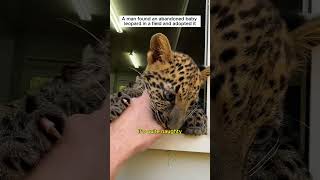 Love big cat #leopard #lovestory #animals #wildliferescue #rescue #cute #animalfriendship #shorts