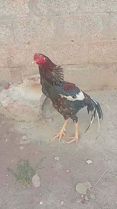 #breeder #Bilalon wala cheena#comment #like #share #subscribe