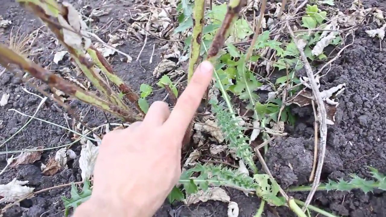 Как обрезать ежевику под зиму. Мульчирование ремонтантной малины. Весенняя обрезка малины ремонтантной. Обрезка ремонтантной ежевики. Обрезка малины весной.