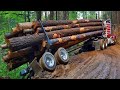 Tree Harvester. How To Make Particle boards. Extremely Dangerous Oversize Logs Truck Operation