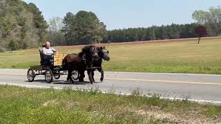Mack & Maggie sells at Dixie Horse Auction in Troutman NC- March 27th and 28th