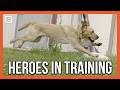 Exclusive: ATF Reveals Inside Look on How Canines Are Trained to Find Bombs and Guns