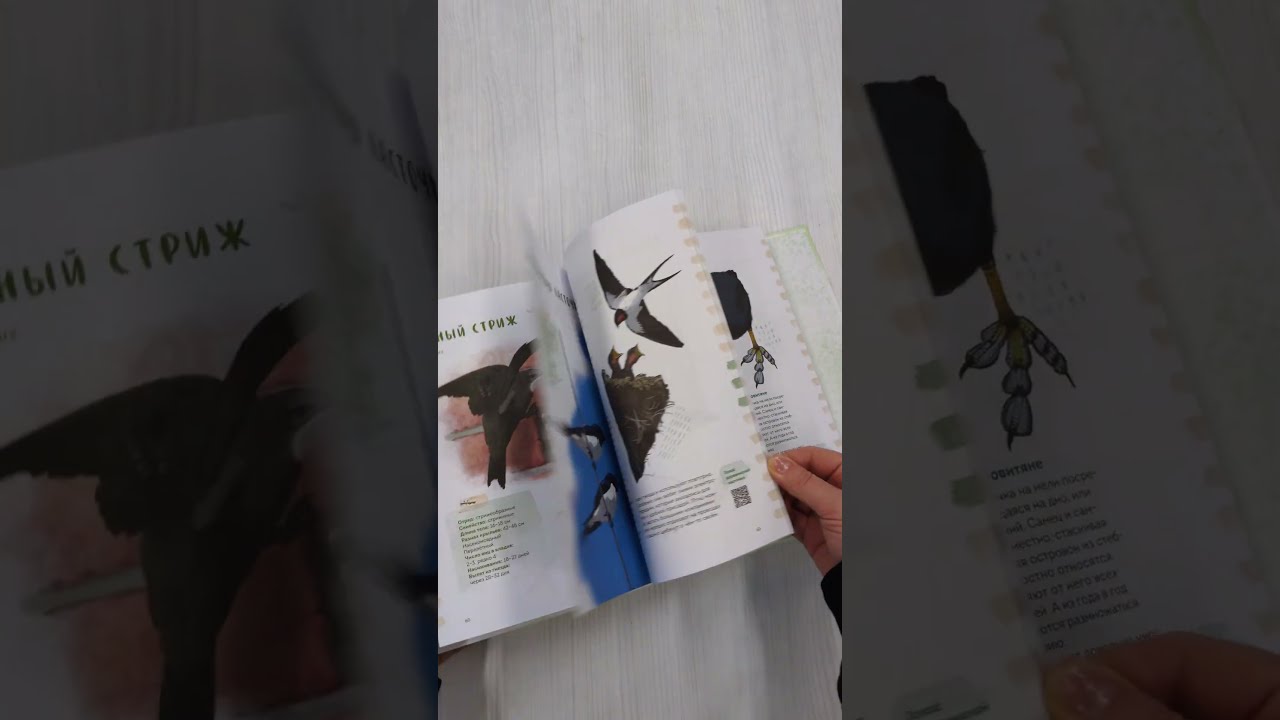 Птицы в деревне. Где найти и как узнать