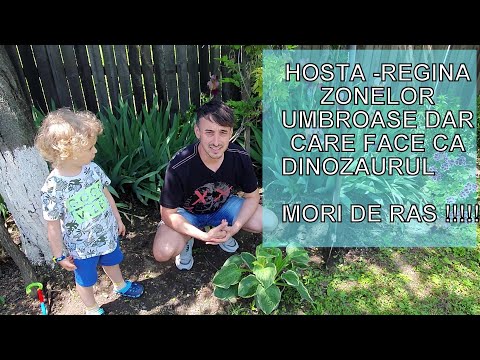 Video: Hosta Plants - Sfaturi despre îngrijirea Hostas