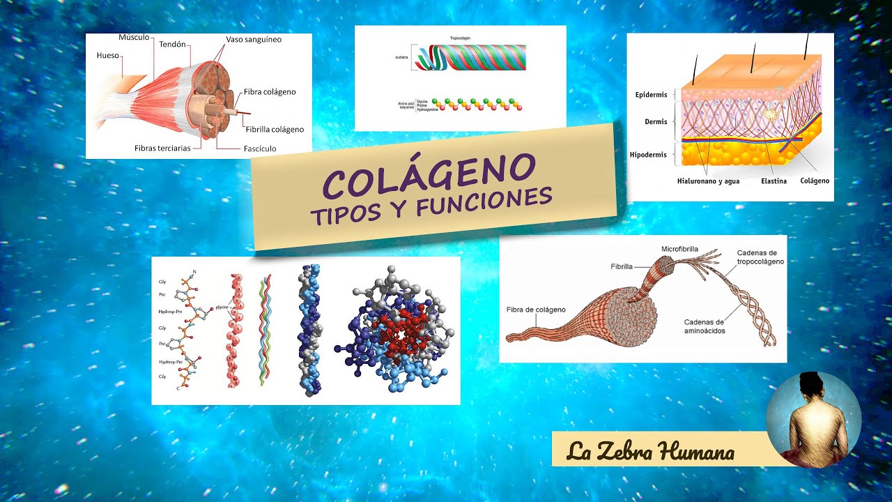 El colágeno tipos y funciones YouTube El colágeno tipos y funciones YouTube