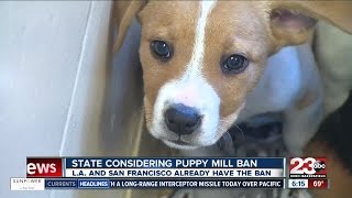 California considering puppy mill ban, AB 485