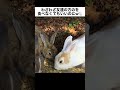 友達の方のをわざわざ食べるうさぎがかわいい！