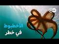 وثائقي الأخطبوط مهدد بالانقراض البحث عن الأسباب في أنحاء البحر المتوسط وثائقية دي دبليو
