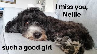 Remembering my Best Dog Friend Nellie
My friends dog passed away. I spent so much time with her, we went on so many epic walks, she loved me and I was a part of their family. So the loss is real. And it hits at different times and I wanted to do this video for myself to have a place to look back on the memories I managed to collect over the time that we were friends.
Hi! Im a Mom in my late 30s that vlogs and awkwardly puts my self out into the youtubes hoping for connection and difference making. I share the silly and the meaningful, the happy memories and the struggles.
Im Katie (or Kate, whatevs) and Im a memory collector, a ranter, a laugher, a crier, an expat living in Sweden, a Mom, a wife, a podcast host, a video editor and a million other things.
Heres the link to my first podcast! https://www.youtube.com/@epickatepodcast
Heres the link to my channel for creatitives looking to get unblocked- https://www.youtube.com/@youtubingwithkatie I upload a different kind of podcast over there.
And heres my website for the creative consulting business that Im building. https://clearingthecreative.com/
Heres a playlist to a few of my favorite videos- https://www.youtube.com/playlist?list=PLNtUekRB9aXaapUb12YrUc4RS9GnMIqFD
You can email me at mail.epic.kate@gmail.com or find me on Instagram- @i_am_epic_kate Remembering my Best Dog Friend Nellie