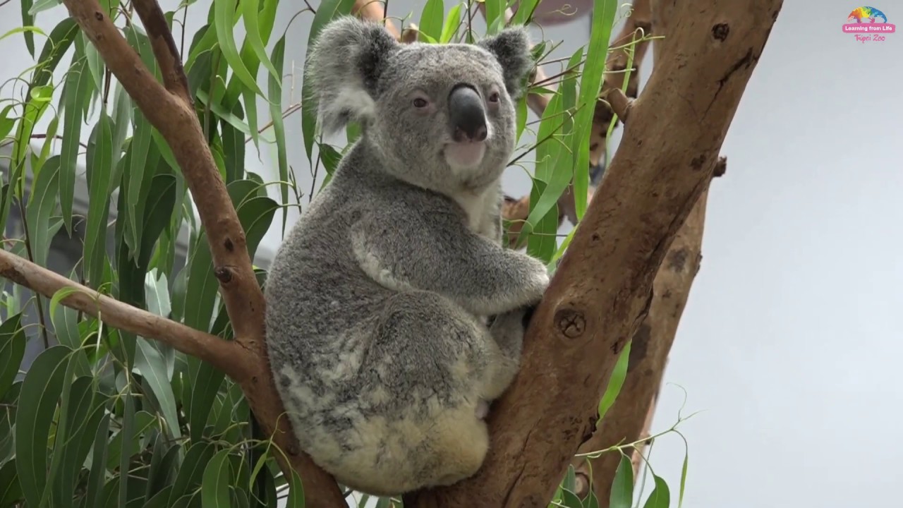 無尾熊暖男Wolverine抵臺~族群繁殖重要新血