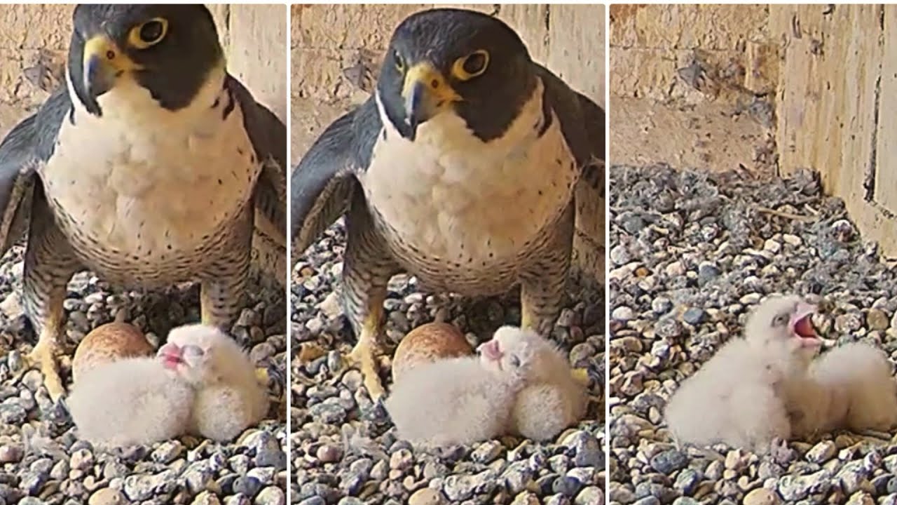 Falcon Cam Project~Di left the box- Two screaming little ones at home~4
