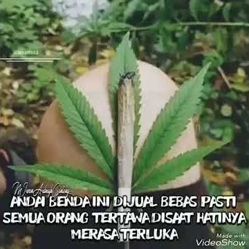Daun ilusi